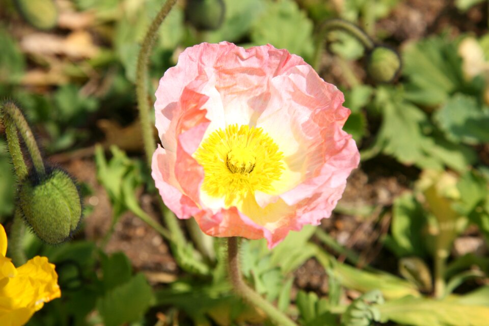 Nature plants flowers
