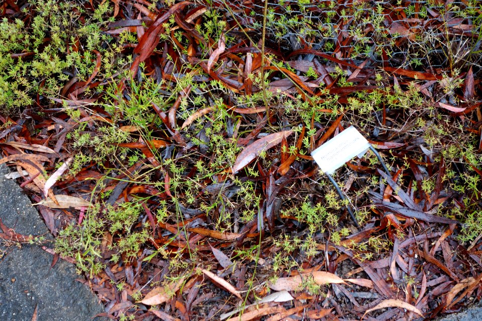 Homoranthus homoranthoides - UC Santa Cruz Arboretum - DSC07360