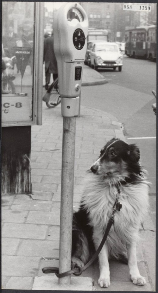 Hond vastgebonden aan parkeermeter in Amsterdam, Bestanddeelnr 058-1199