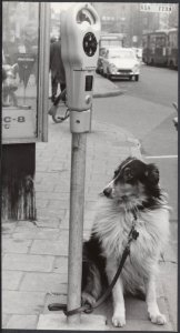 Hond vastgebonden aan parkeermeter in Amsterdam, Bestanddeelnr 058-1199