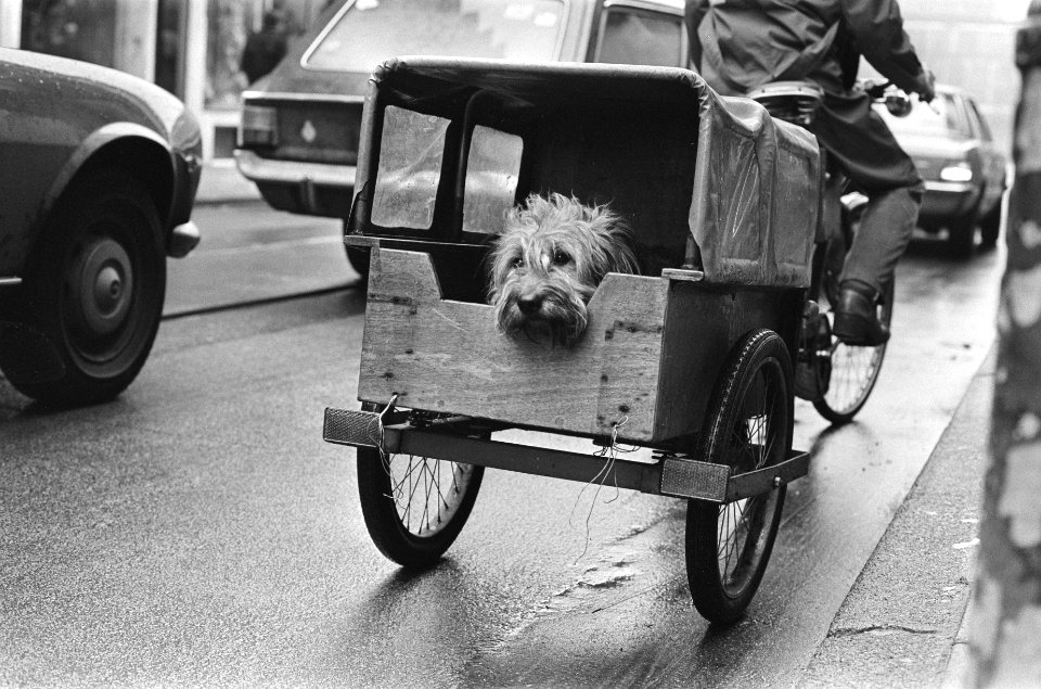 Hond in een bak achter de fiets van de baas, Bestanddeelnr 930-1715