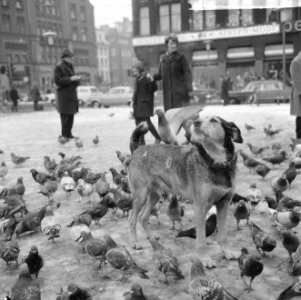 Hond te midden van de duiven op de Dam in Amsterdam ook op zijn rug zit een dui, Bestanddeelnr 918-5033