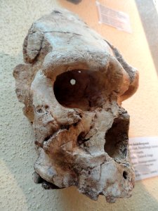Homo heidelbergensis - Fossils in the Arppeanum - DSC05511