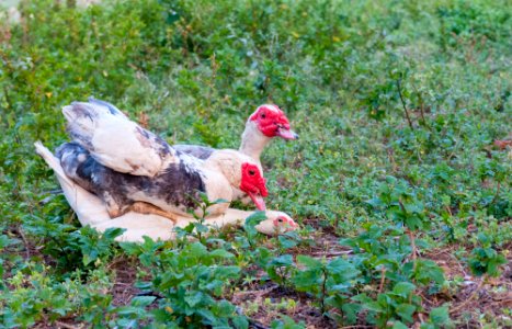 Homosexual behavior in animals melange trois