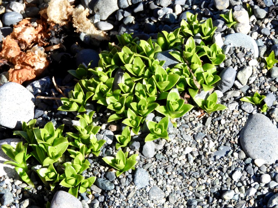 Honckenya peploides 120118071