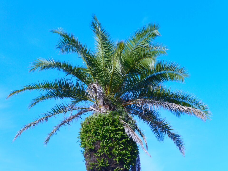 Green blue sky blue