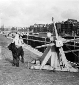 Hond op de Amstelkade bij de Amstelsluizen. Op de achtergrond de Magere Brug, Bestanddeelnr 900-8545