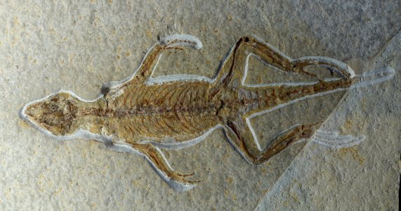 Homoeosaurus maximilliani - Museum fur Naturkunde, Berlin - DSC00044