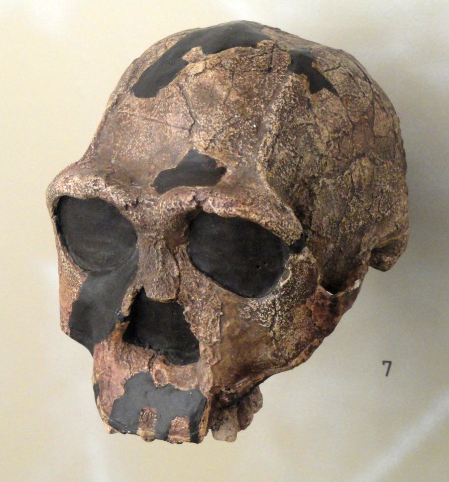 Homo erectus skull - Naturmuseum Freiburg - DSC06767