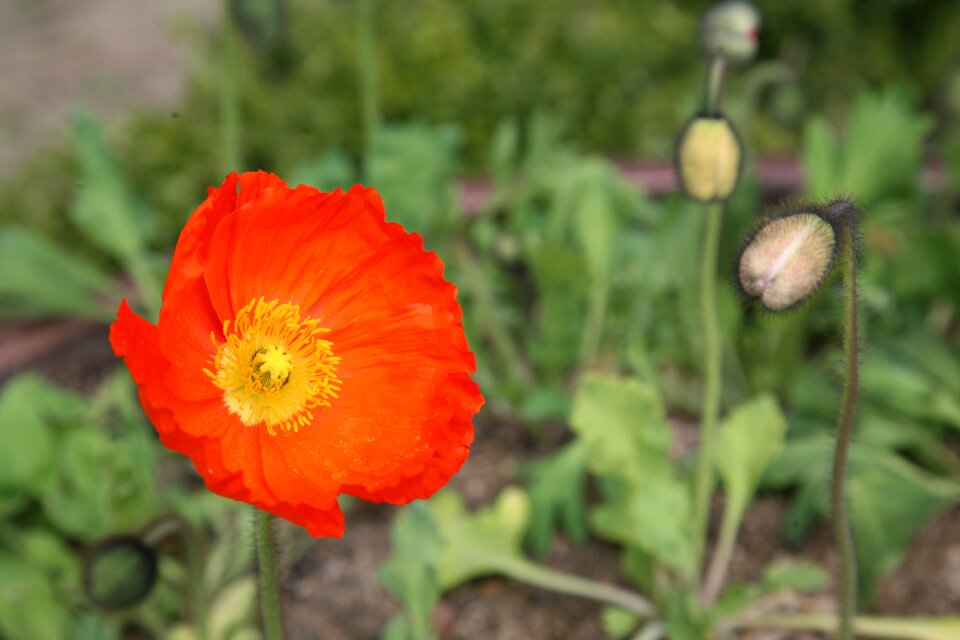 Nature plants flowers