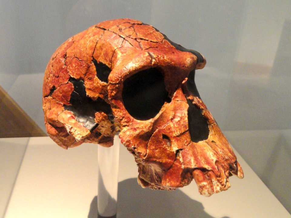 Homo habilis skull - Naturmuseum Senckenberg - DSC02097