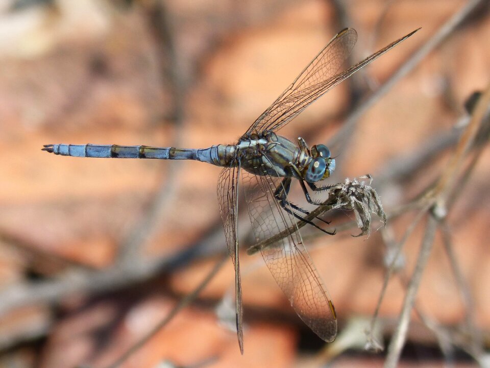 Flying insect branch orthetrum coerulescens photo