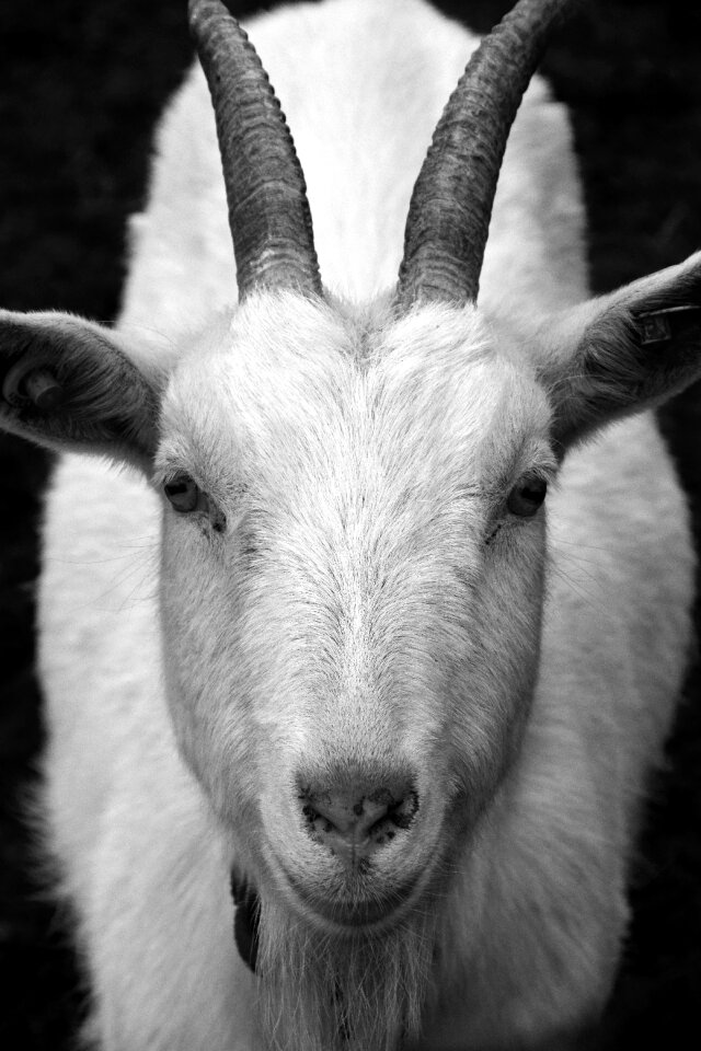 Head close up frontal