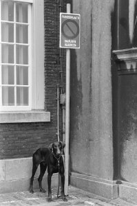 Hond aan paal bord invalidenparkeerbord op het Binnenhof, Bestanddeelnr 934-0144