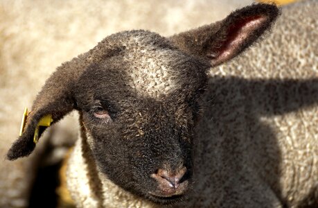 Animal cute wool photo