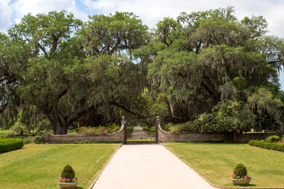 Spanish moss moss spanish