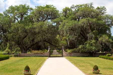 Spanish moss moss spanish photo