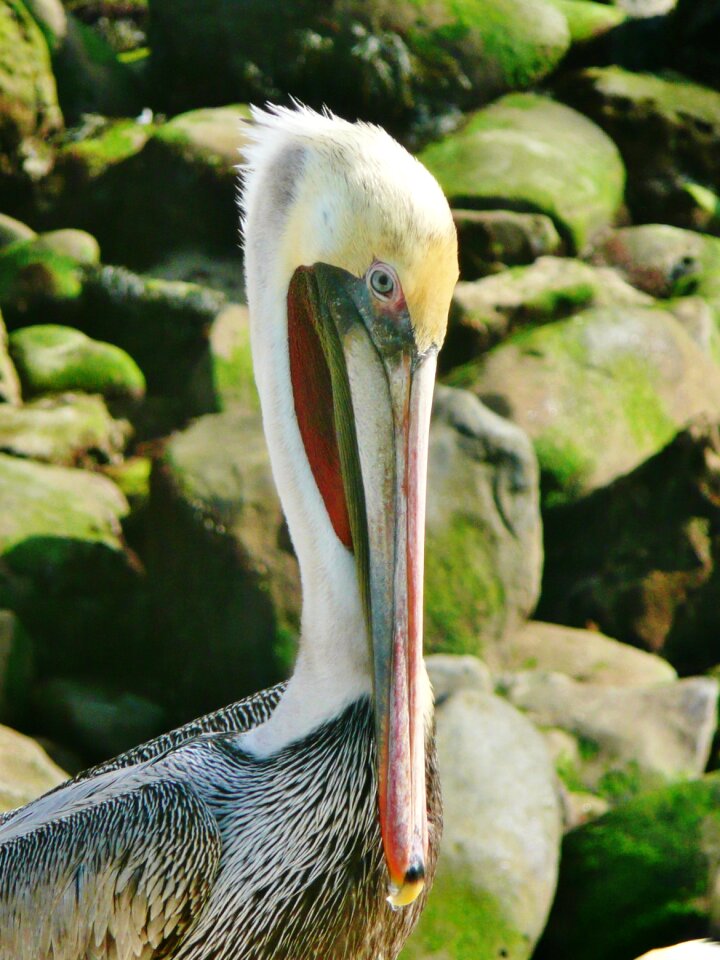 La jolla bird wildlife