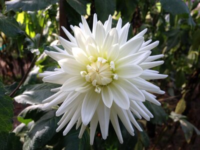Petals open white flower