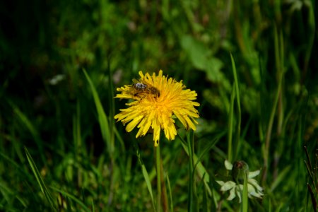 Honigbiene auf Löwenzahn (2)