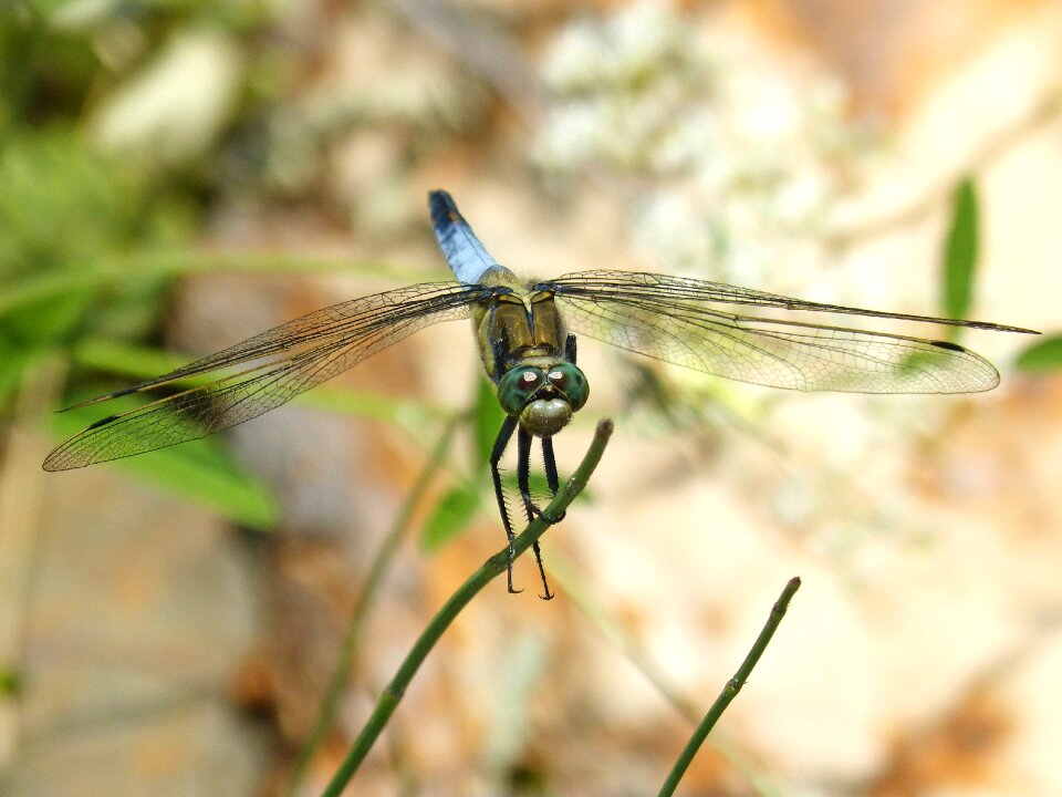 Wetland blue dragonfly orthetrum cancellatum
