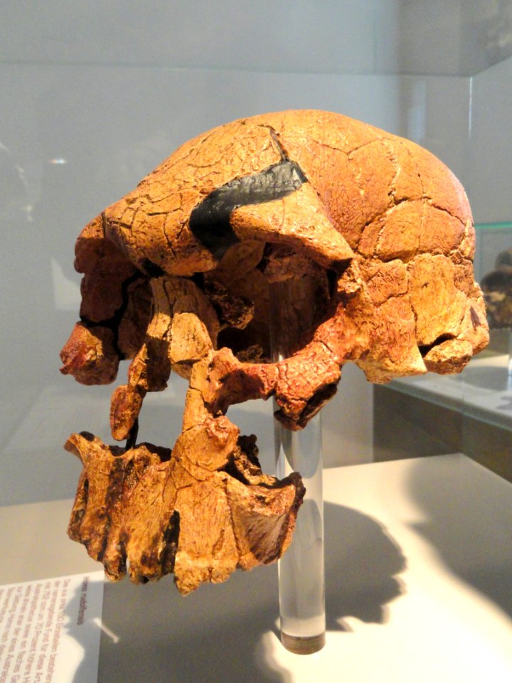 Homo rudolfensis skull - Naturmuseum Senckenberg - DSC02095