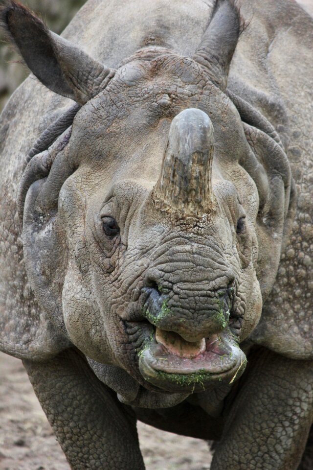 Rhino zoo rhinoceros