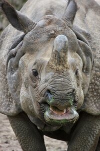 Rhino zoo rhinoceros