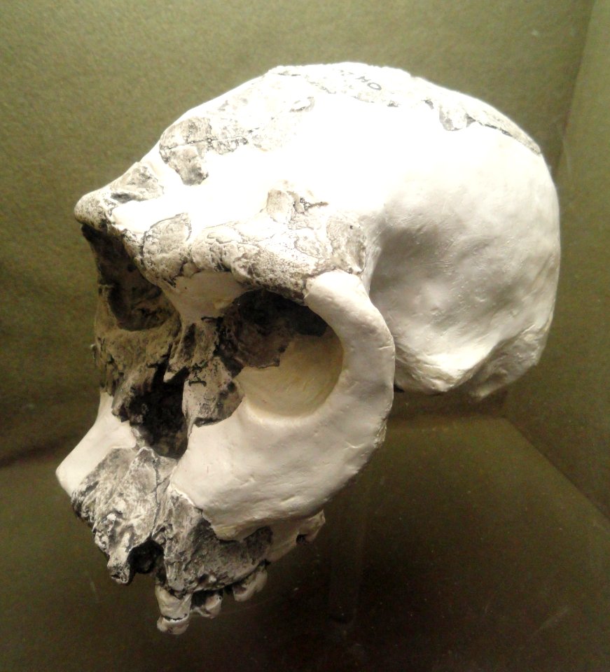 Hominid species (cast), Olduvai Gorge - Springfield Science Museum - Springfield, MA - DSC03365