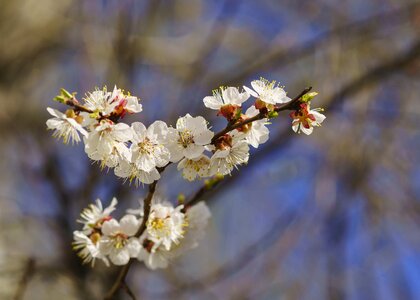 Plant flowers color apricot photo