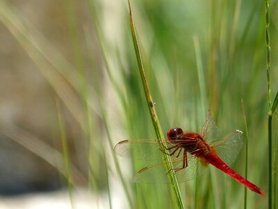 Wetland winged insect dragonfly