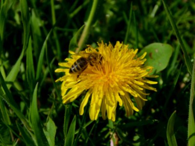 Honigbiene auf Löwenzahn