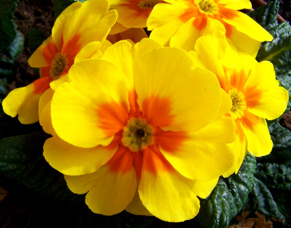 Primrose yellow flower spring flower
