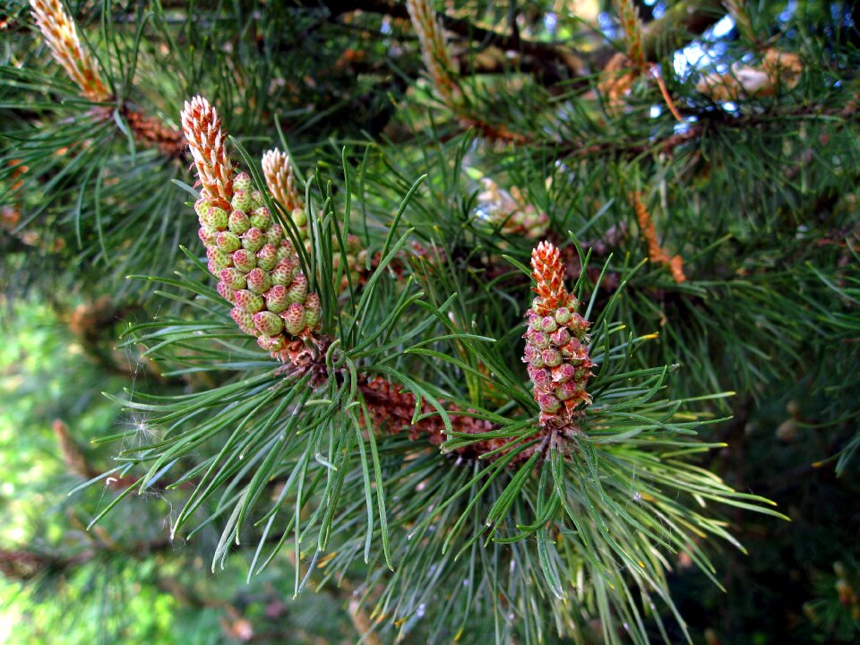 Foliation conifer forest