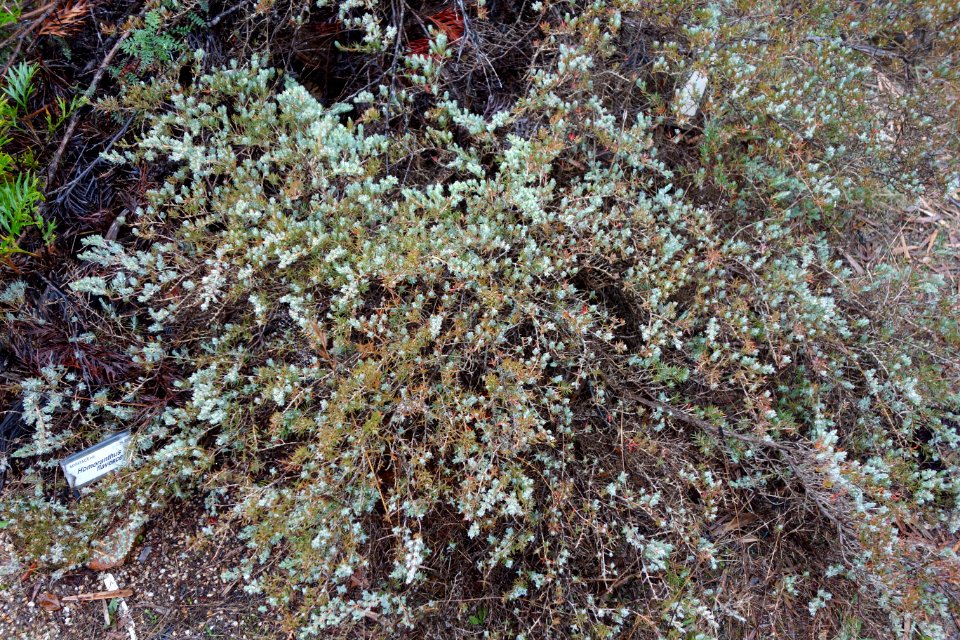 Homoranthus flavescens - UC Santa Cruz Arboretum - DSC07421