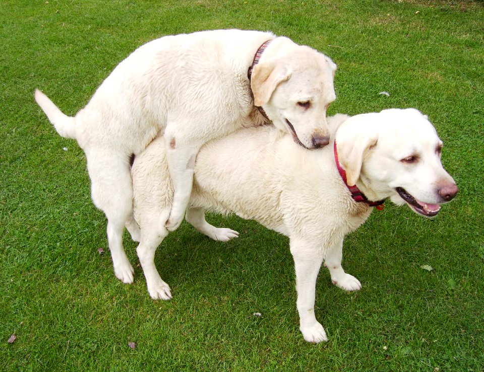 Homosexual behavior of dogs