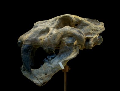 Homotherium crenatidens fabrini MNHN photo