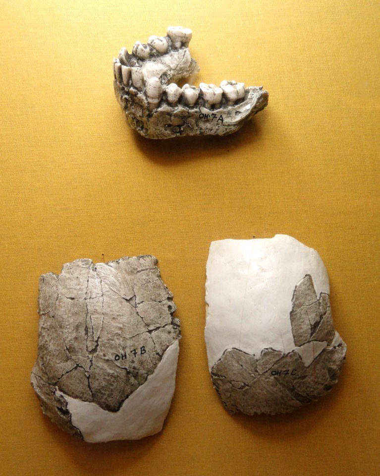 Homo habilis (cast), Olduvai Gorge - Springfield Science Museum - Springfield, MA - DSC03370