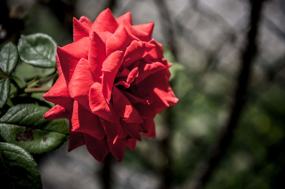 Red flower plant