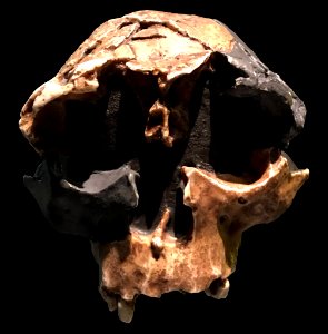 Homo antecessor child cast Natural History Museum London