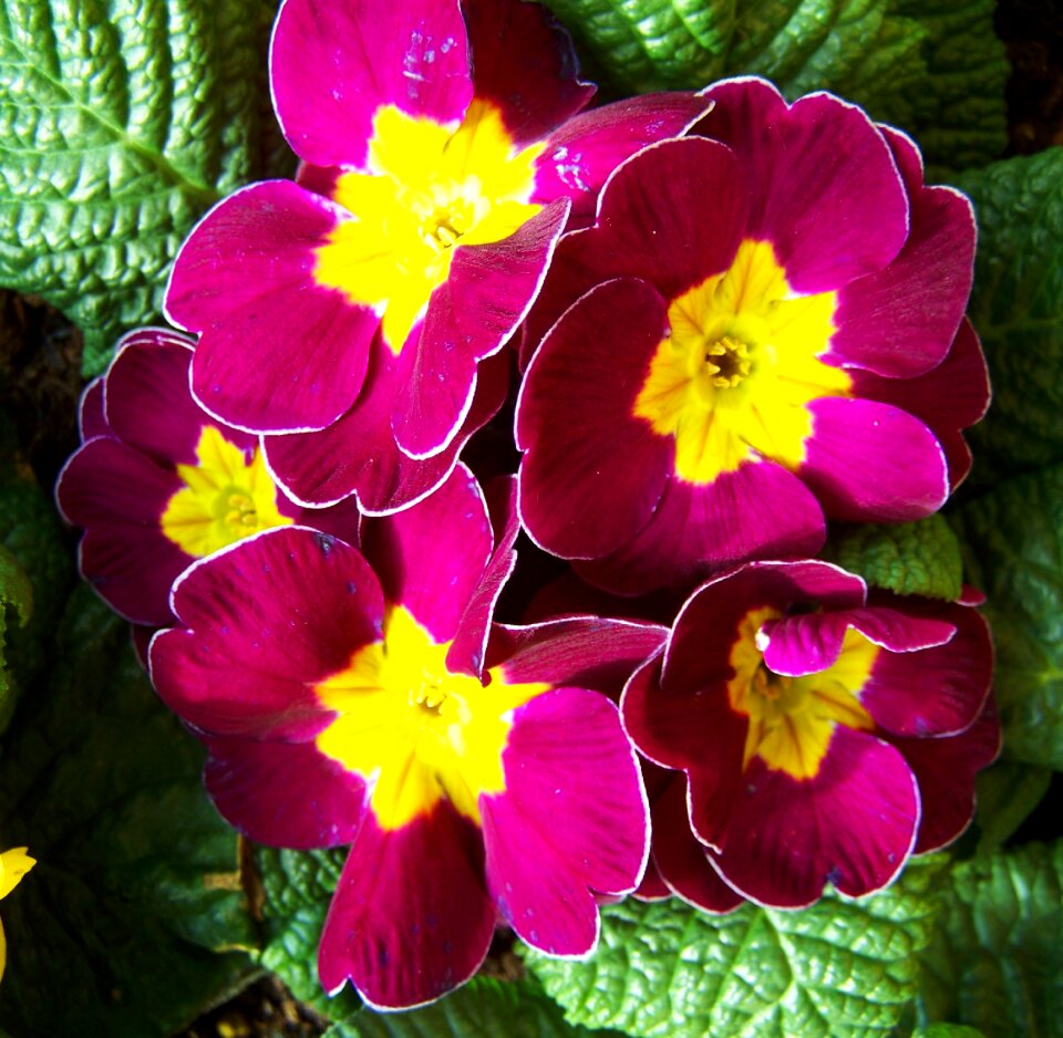Primrose spring flower bishop's purple