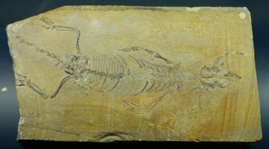 Homoeosaurus maximilliani - Museum fur Naturkunde, Berlin - DSC00046