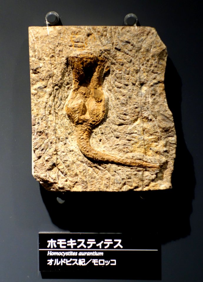 Homocystites aurantium - National Museum of Nature and Science, Tokyo - DSC07709