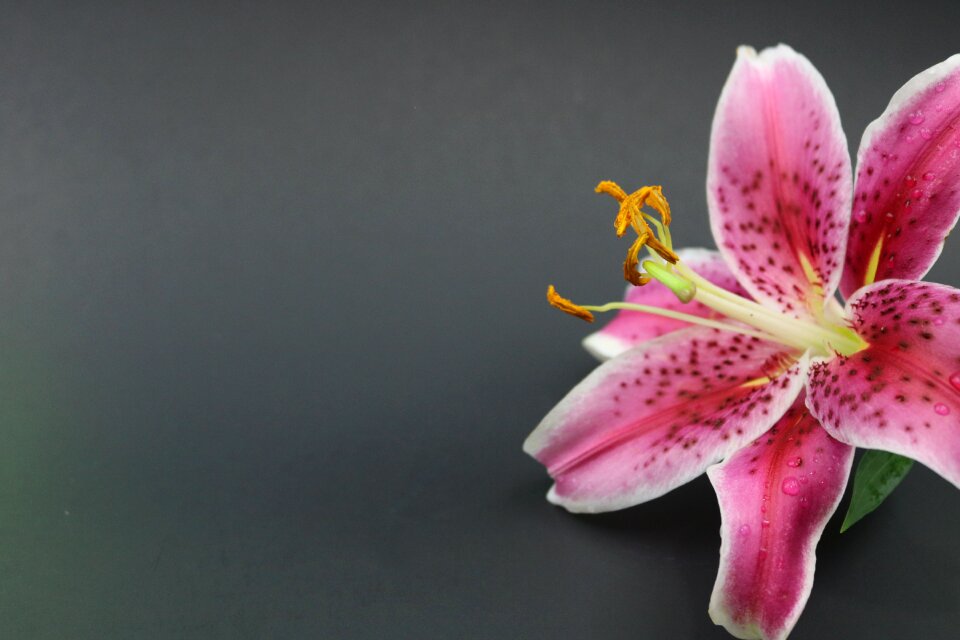 Blossom nature petal