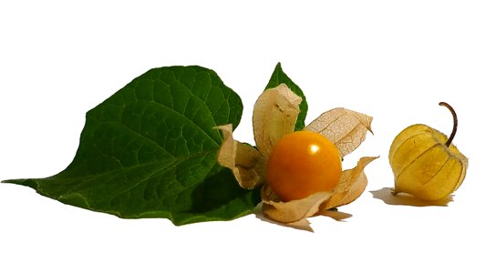 Exotic orange healthy