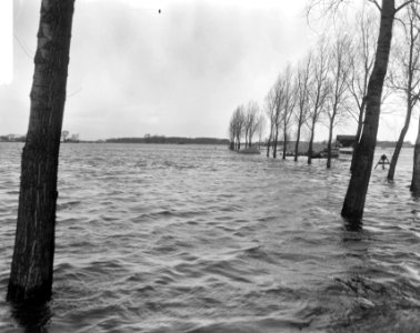Hoogwater in de omgeving van Zwolle bomen die in het water staan, Bestanddeelnr 918-5496