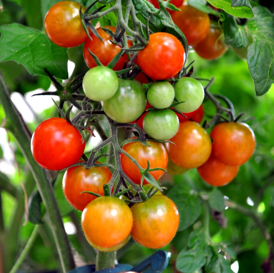 Red green vegetables
