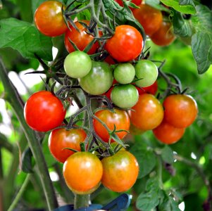 Red green vegetables