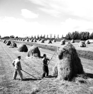 Hooien op het land, Bestanddeelnr 934-6224