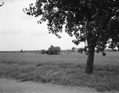 Hooien het binnenhalen van de oogst, Bestanddeelnr 906-6515